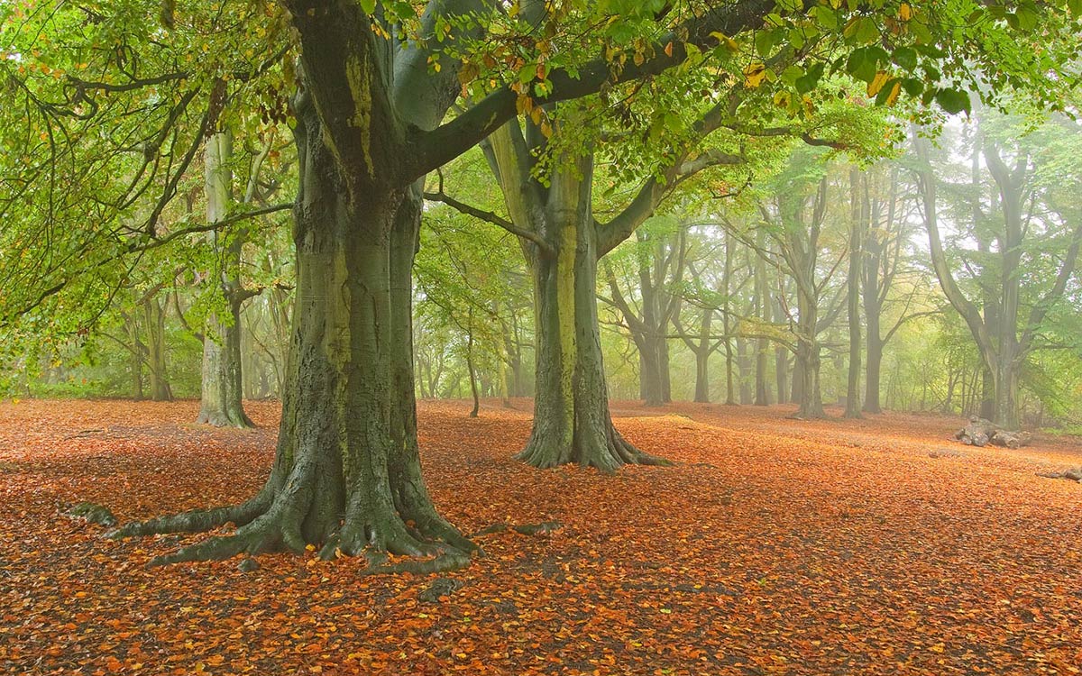 Autumn Beech trees at Hamstead Heath