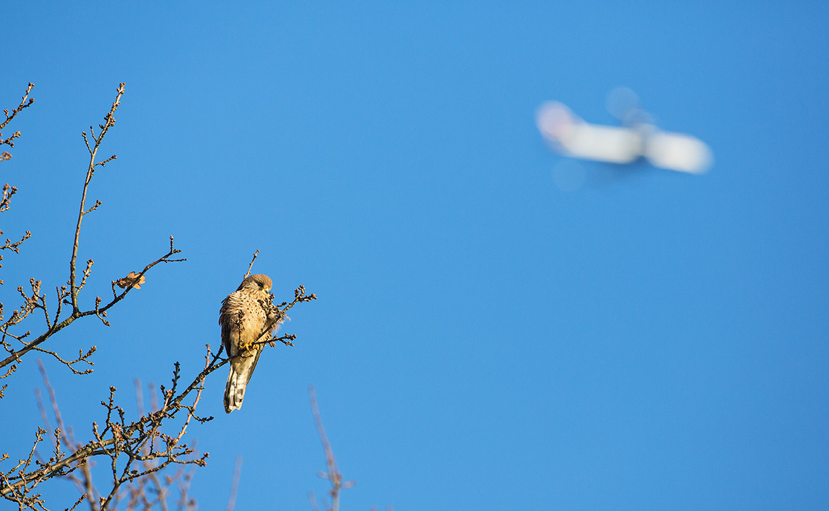 kestrel with plane overhead