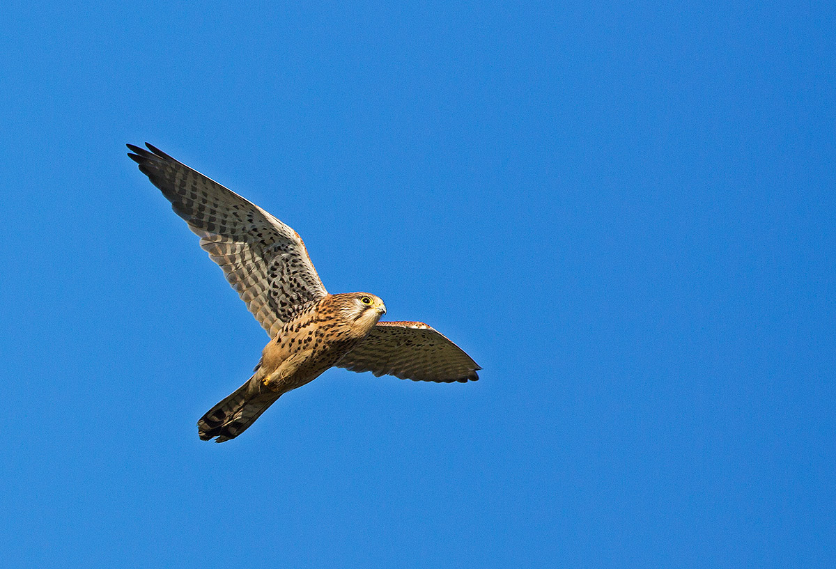 kestel against a deep blue sky