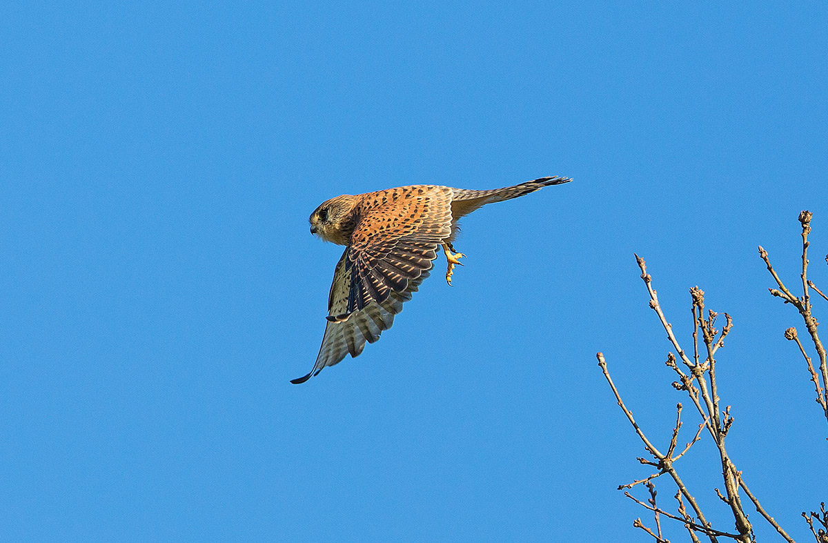kestrel taking off from tree