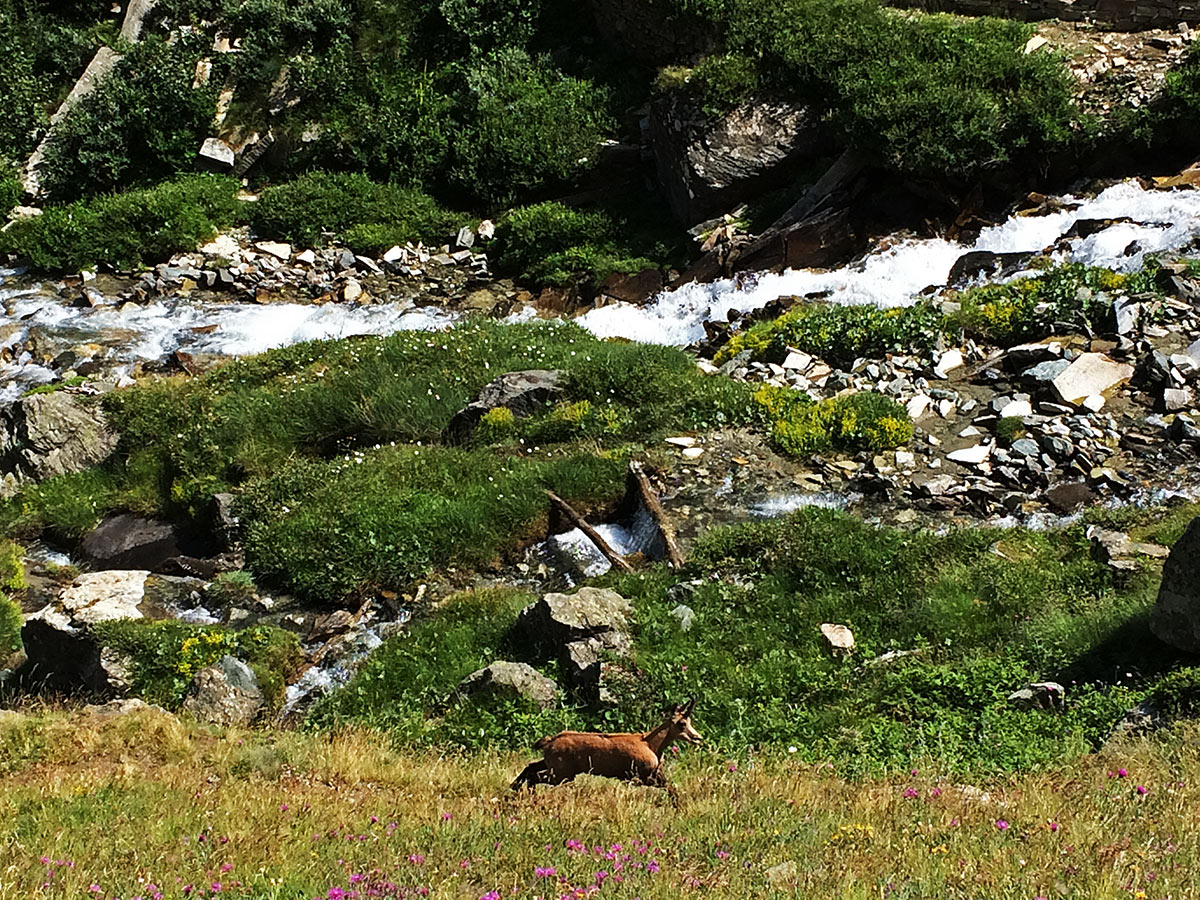 Gran Paradiso National Park Award Winning Wildlife Photographer